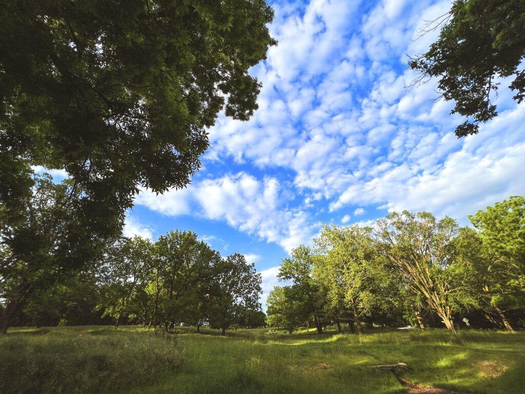 View of a dirt trail with grass surrounding the trail and a bright blue sky.